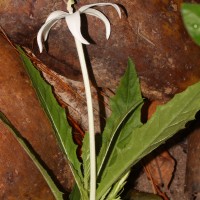 Hippobroma longiflora (L.) G.Don